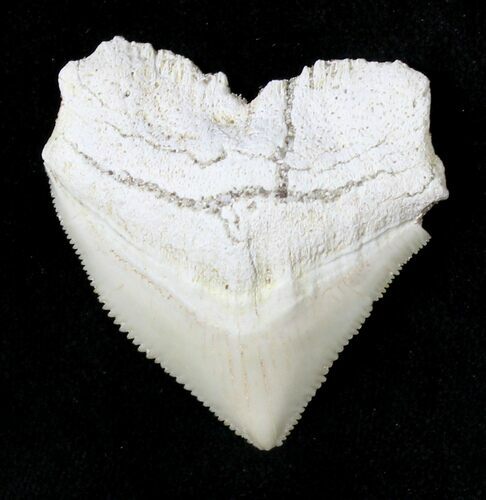 Nice Squalicorax (Crow Shark) Fossil Tooth #19288